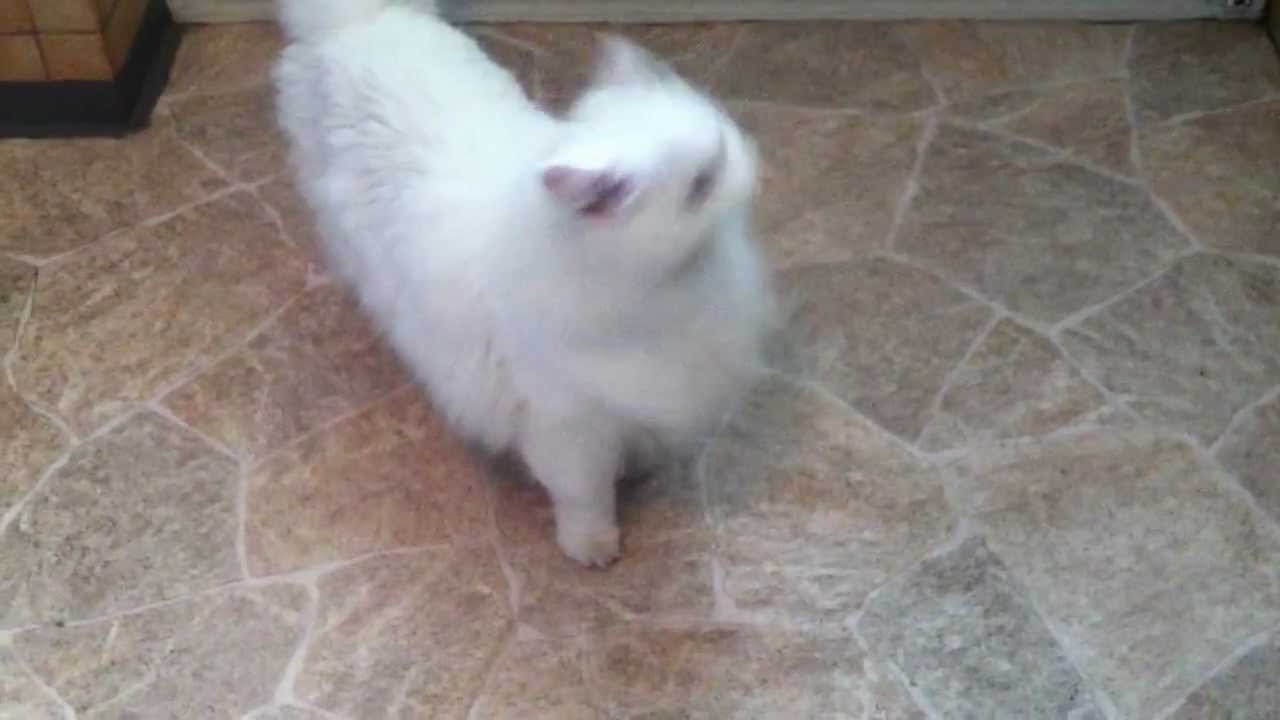 Lizzy alias Simon's Cat