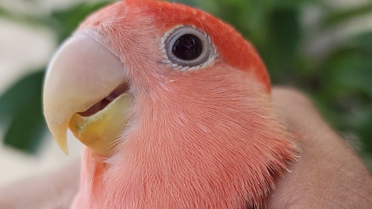 A escolha do passaro ideal |COMPARANDO 3 ESPECIES DE AVES|escolha o passaro ideal com MARCELO ARRUDA