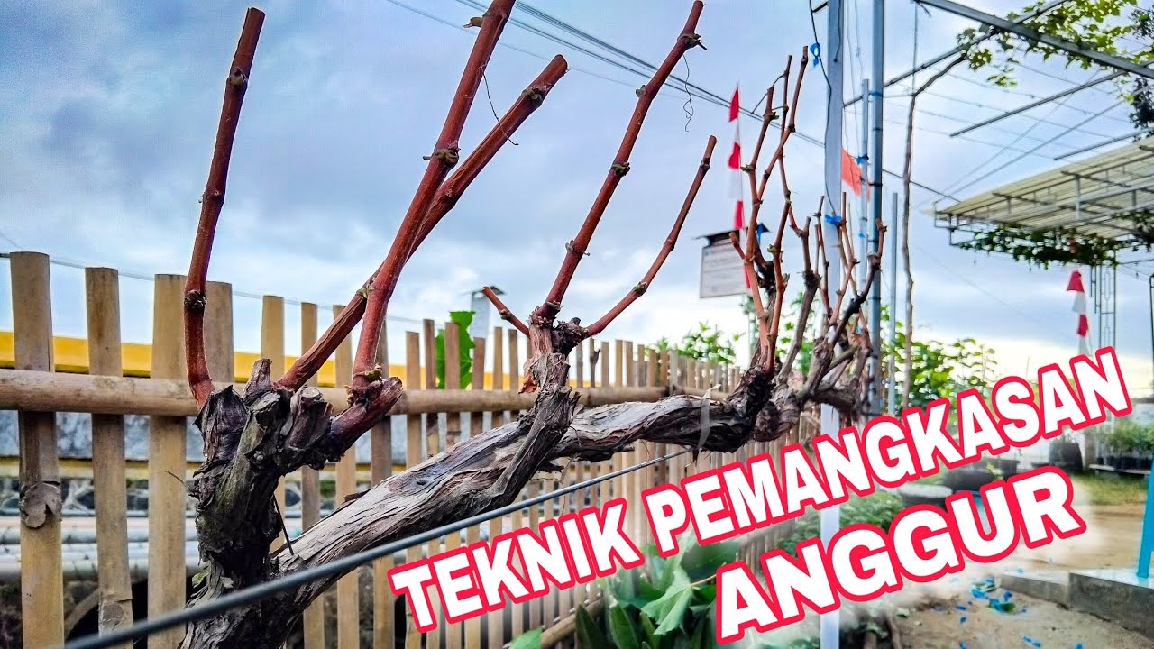EPS 59 - PENTING ‼️ CARA MEMBUAHKAN ANGGUR DI MUSIM KEMARAU