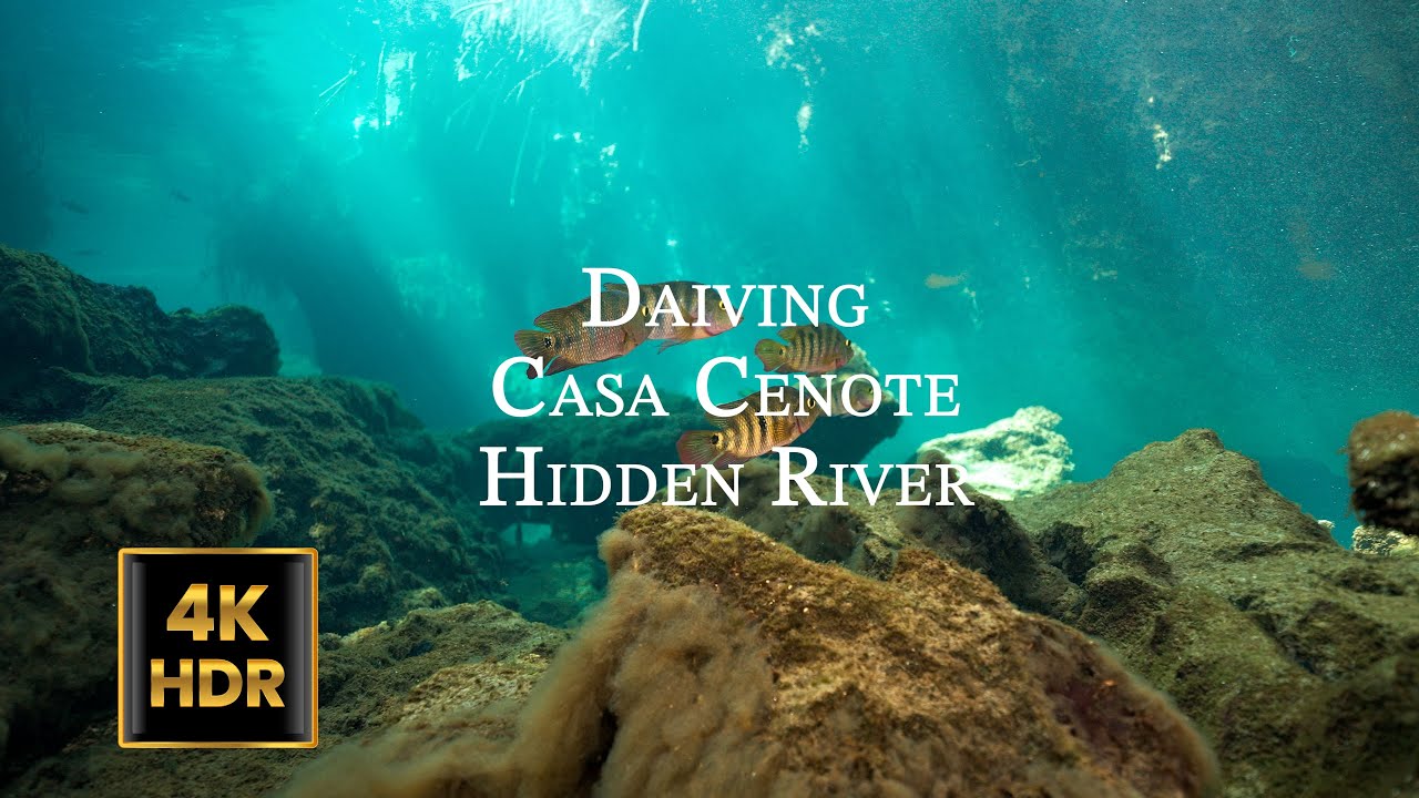 Casa Cenote – Underwater Dive Between Jungle and Sea | 4K HDR (Sony FX3)