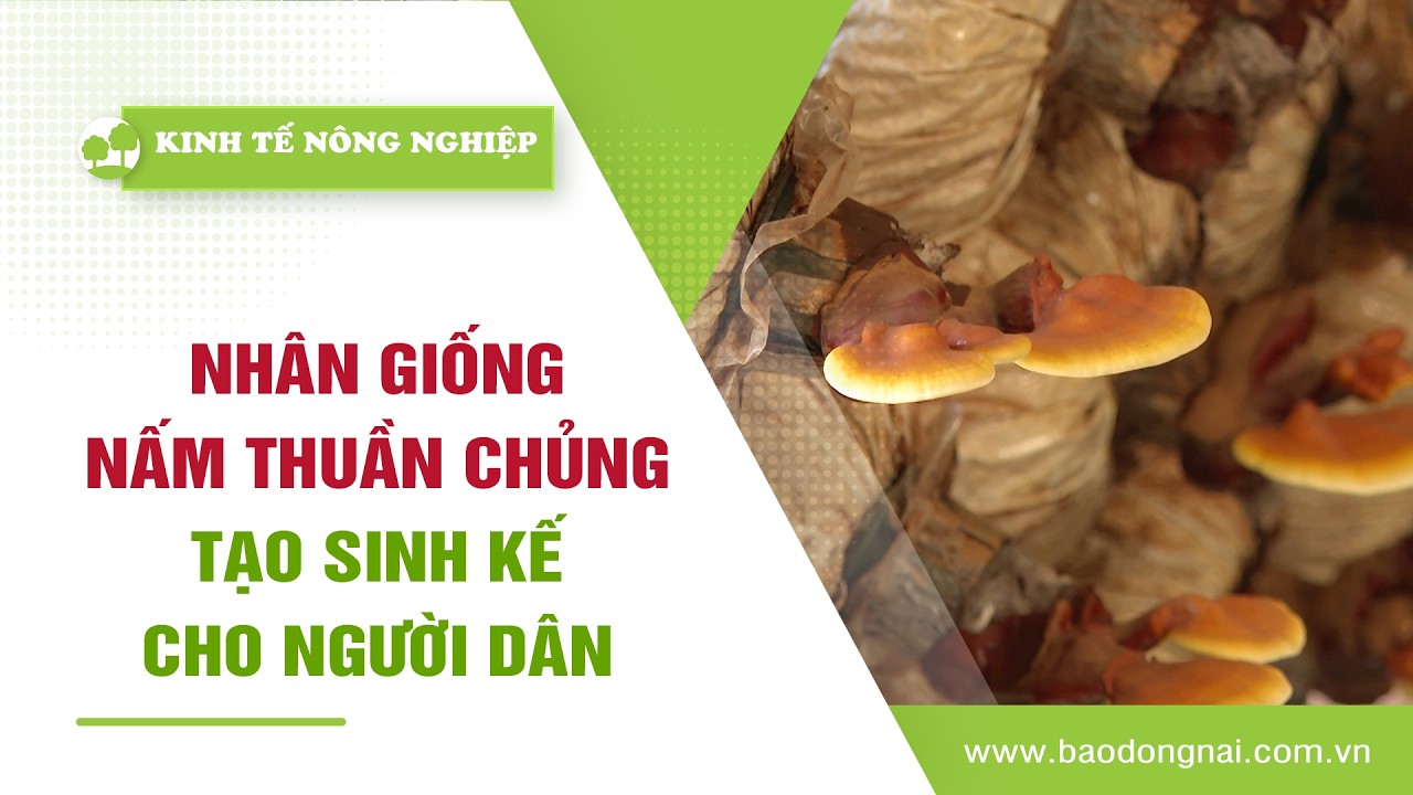 🍀Kinh tế nông nghiệp 6-3-2026 | Thông tin hữu ích | ĐNNRTV