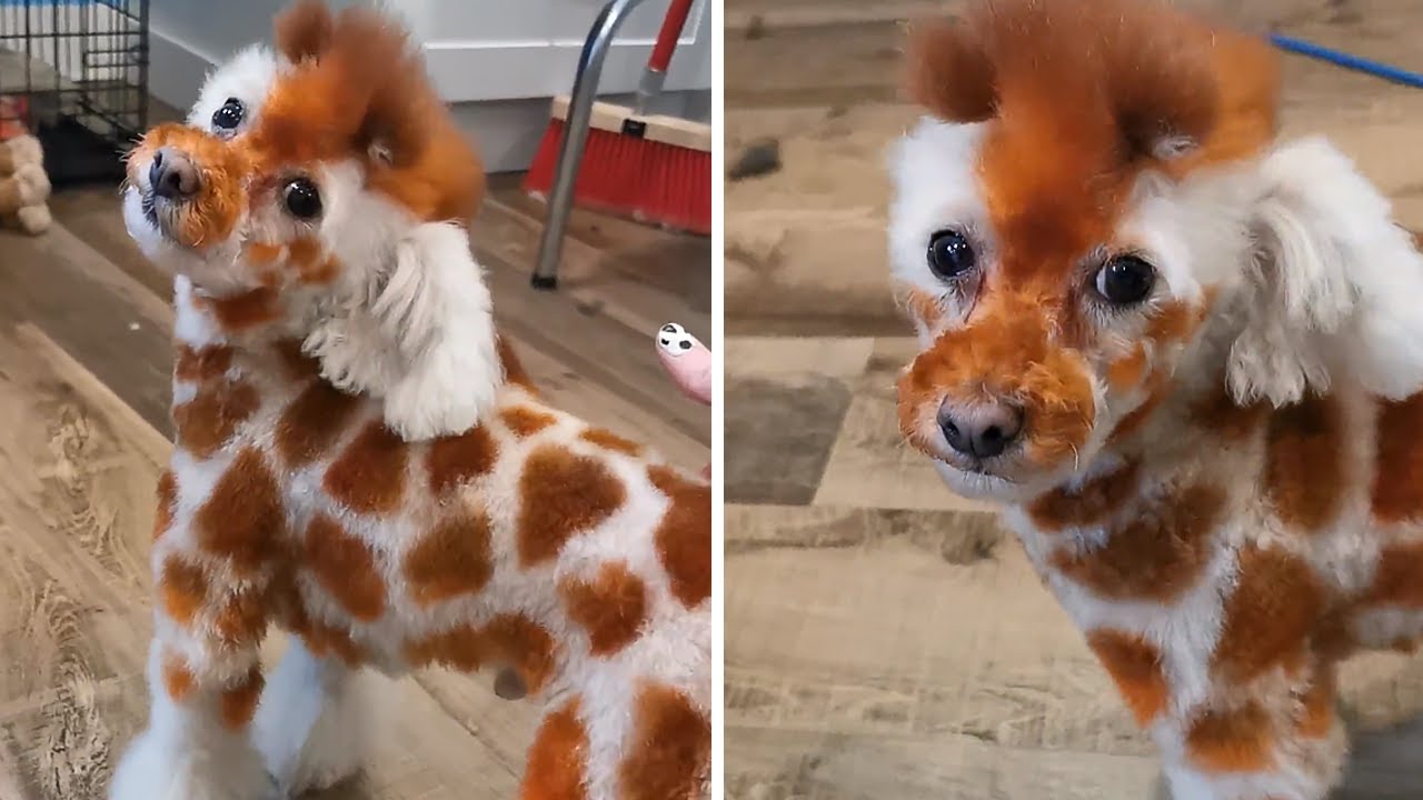 Poodle dog groomed to look like a giraffe #shorts