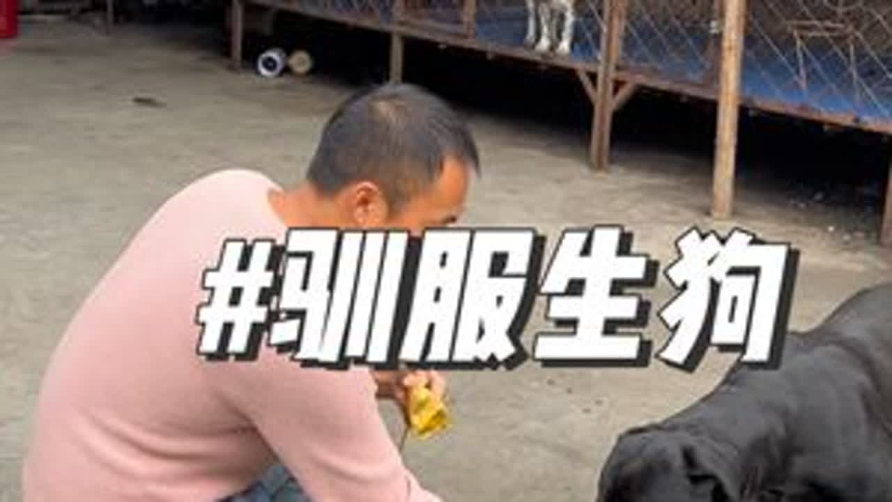 新买的狗不服你怎么办？#养狗经验分享 #狗狗 #罗威纳 #新手养狗