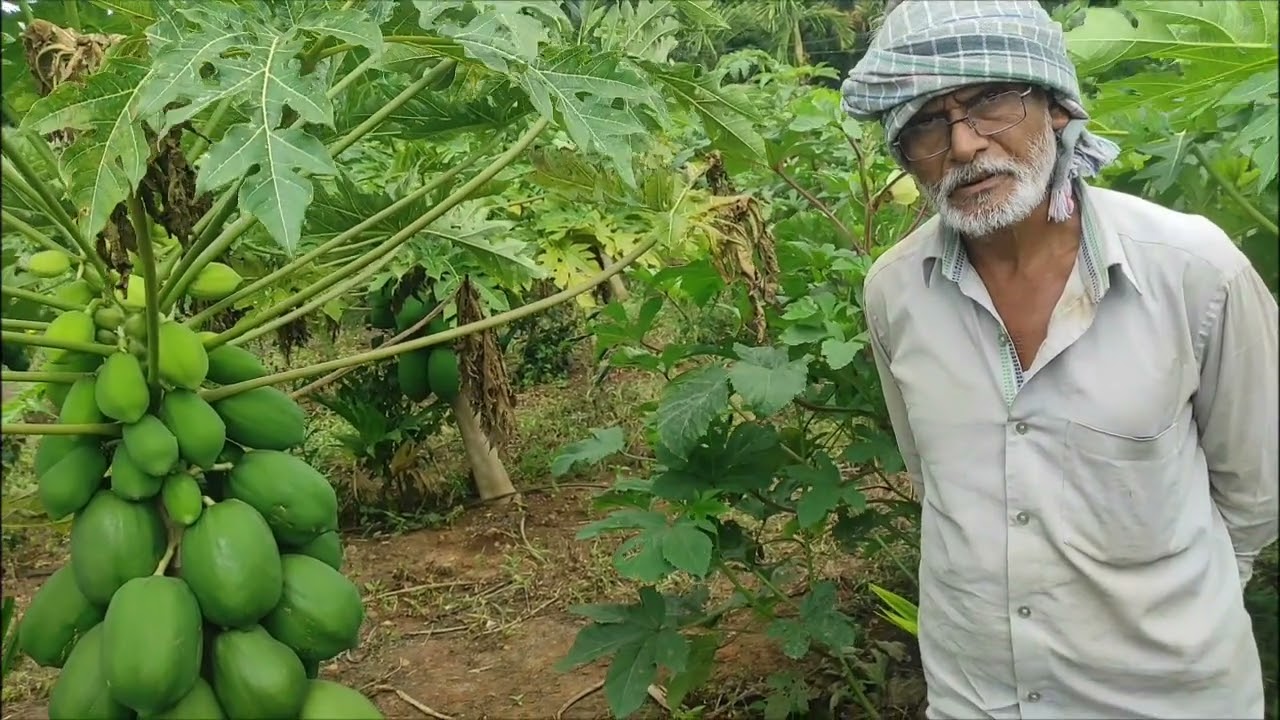 No15 ಪಂದ್ರಾ ಪಪ್ಪಾಯ ತಳಿ 2 October 2023