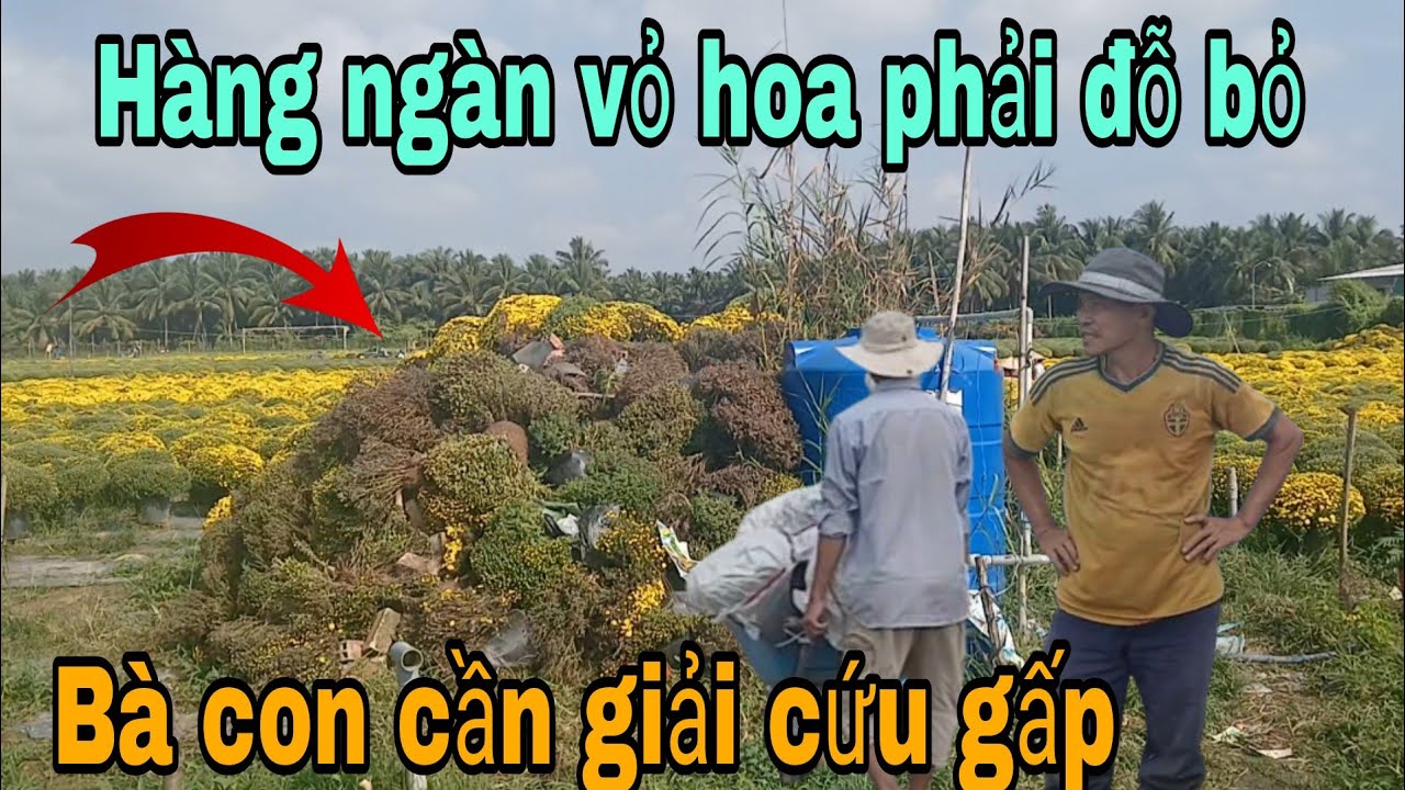 Hàng ngàn vỏ cúc mâm sôi phải đỗ bỏ ,bà con cần giải cứu gấp 