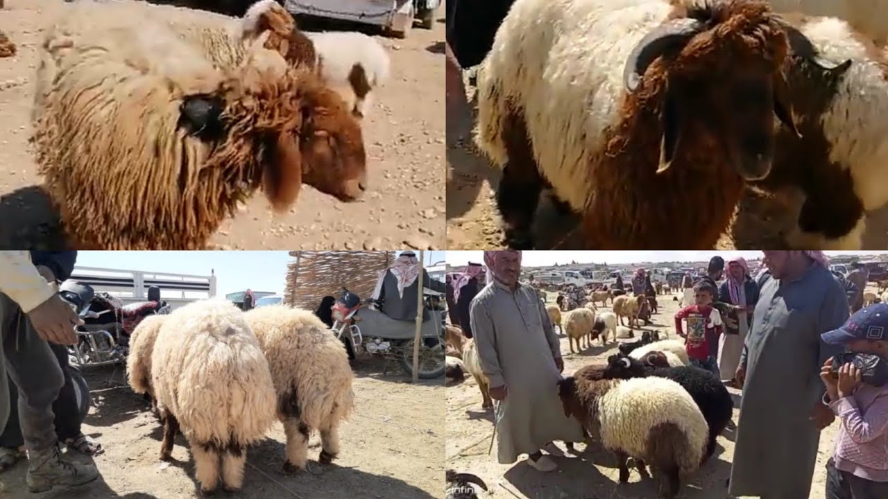 أسواق الرقة﴿الجرنية﴾2022/5/8 أسعار #الغنم والفطام/غنم #فاخرة/حركة السوق/احصنة/#الاشتراك و#لايك_الجرس