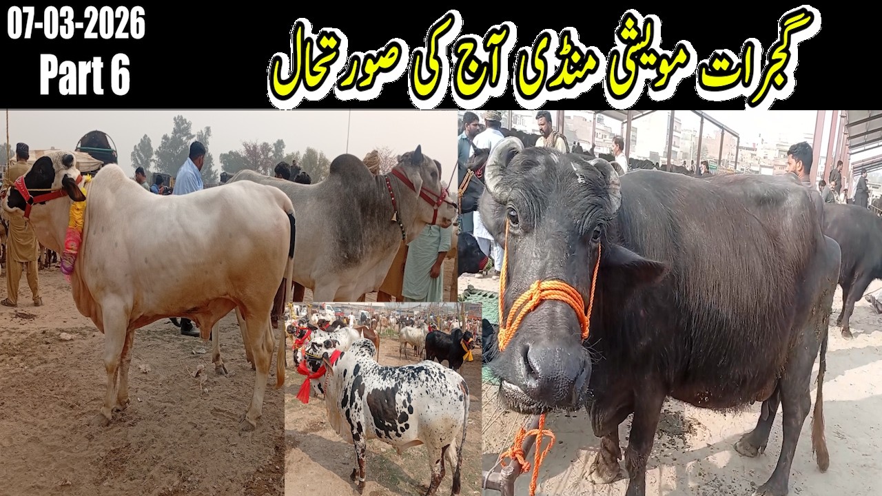 Gujrat Maweshi Mandi 2026 | Aaj ka Rate Update | #GujratMandi