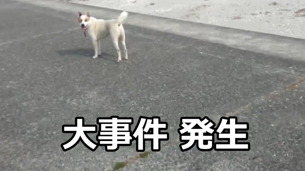 【野犬が家庭生活に慣れるまで】エピソード#1 （おまけ：新しいお友達♡)