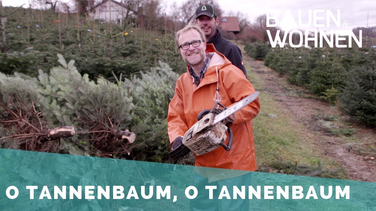 Reportage: Christbaum fällen im Akkord – So kommt der Weihnachtsbaum zu ihnen