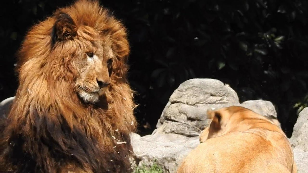 ネオ（仔ライオンのララとイオの父親）にさくらがアプローチ！！とべ動物園にて