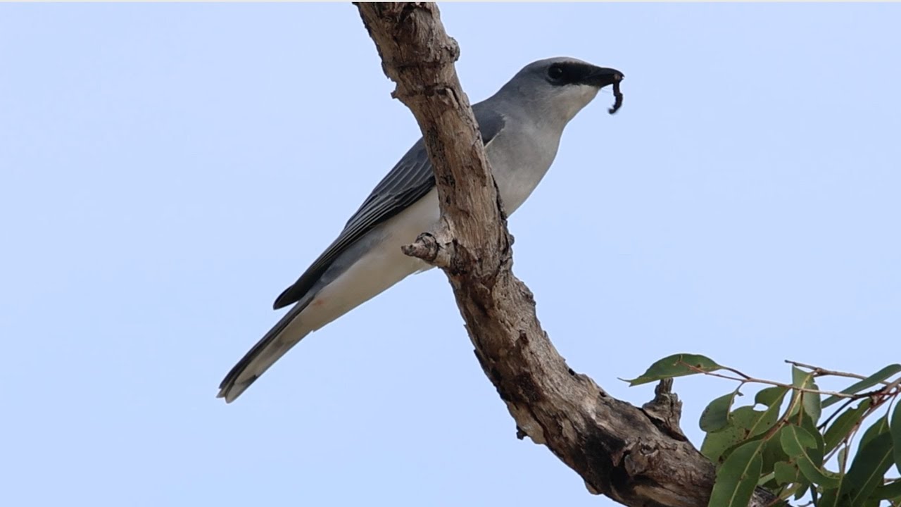 White-bellied Cuckooshrike Devouring a Snack