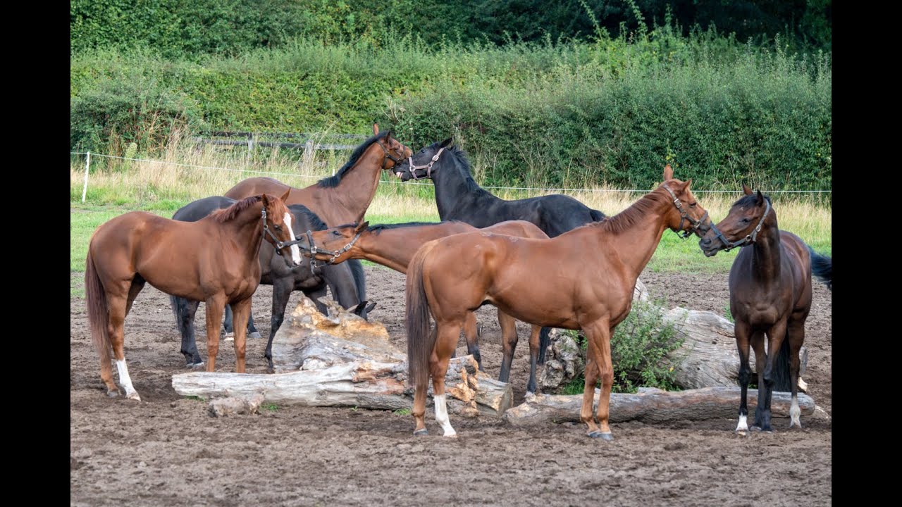 National Racehorse Week