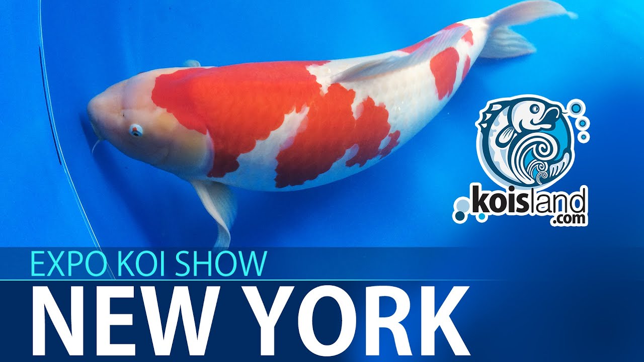 KOI FISH EXPO - Cómo identificar un buen pez koi pequeño - Koisland New York