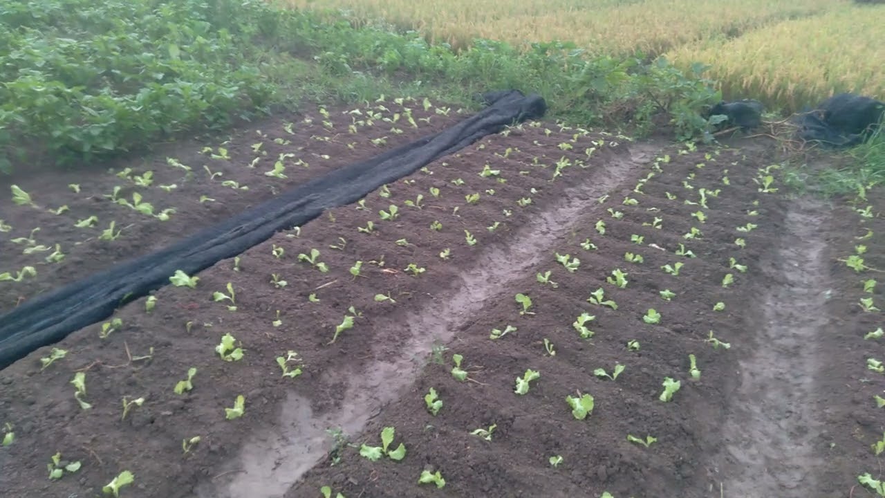 Cara menanam selada #petani #petanimuda  #petaniindonesia