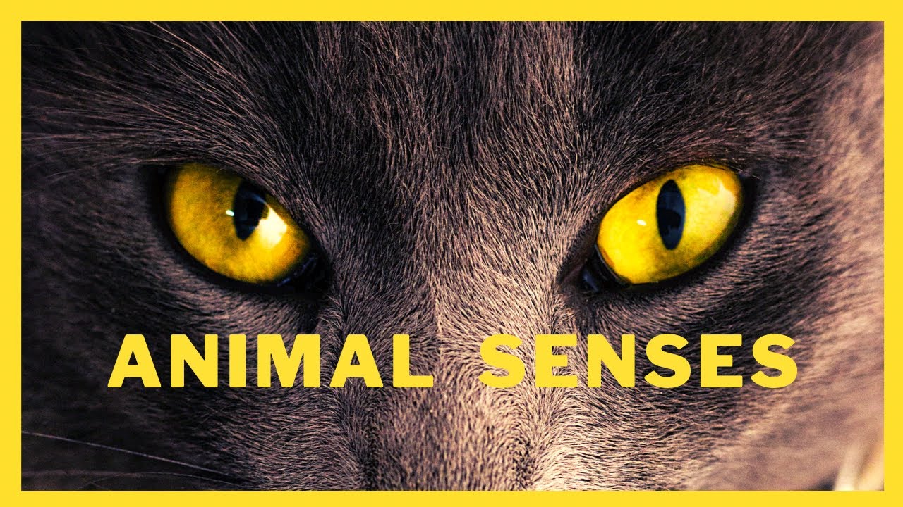 Animal senses / Super senses in animals