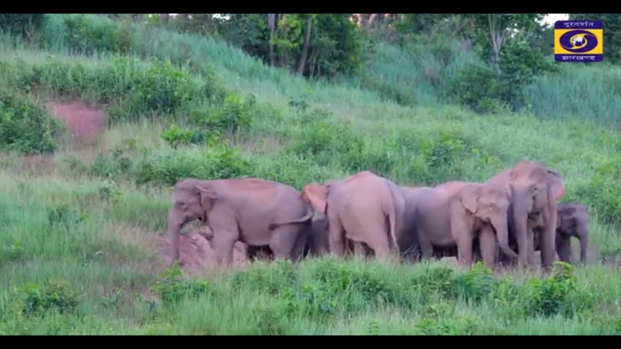 DALMA WILDLIFE SANCTUARY