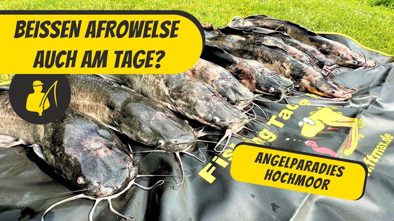 Bei&szlig;en Afrowelse auch am Tage?