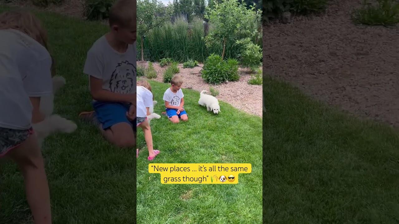 Goldendoodle Puppies Exploring #puppy #pets #doglover