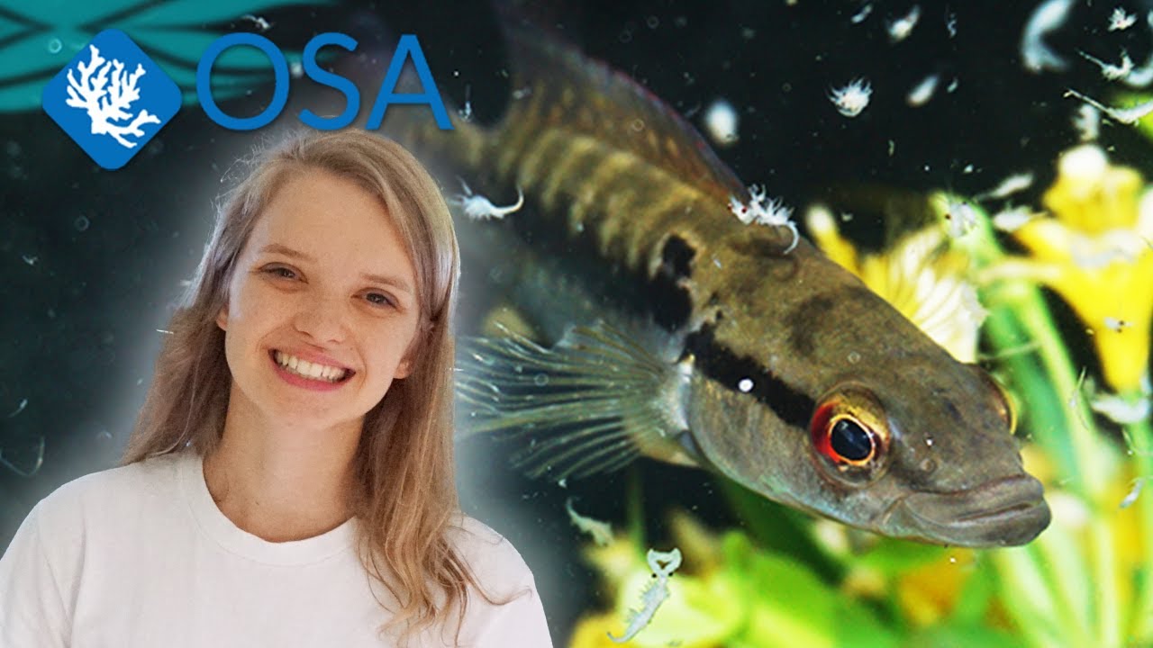 ULTRA RARE Ring-Tailed Pike Cichlids at OSA!