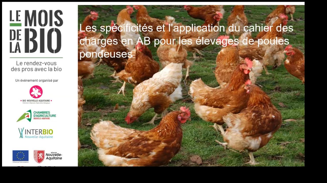Les clés de la réussite  de la création d'un élevage poules pondeuses AB