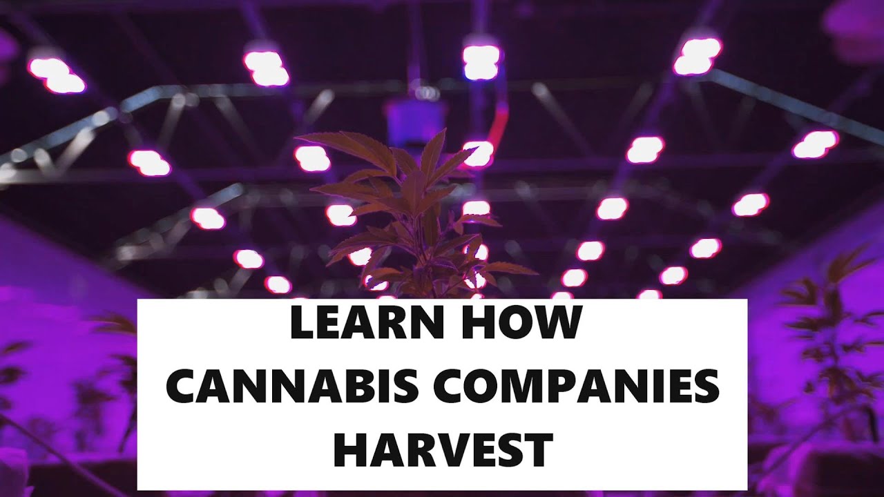 Why Cannabis Companies use Ez Trim Harvesting