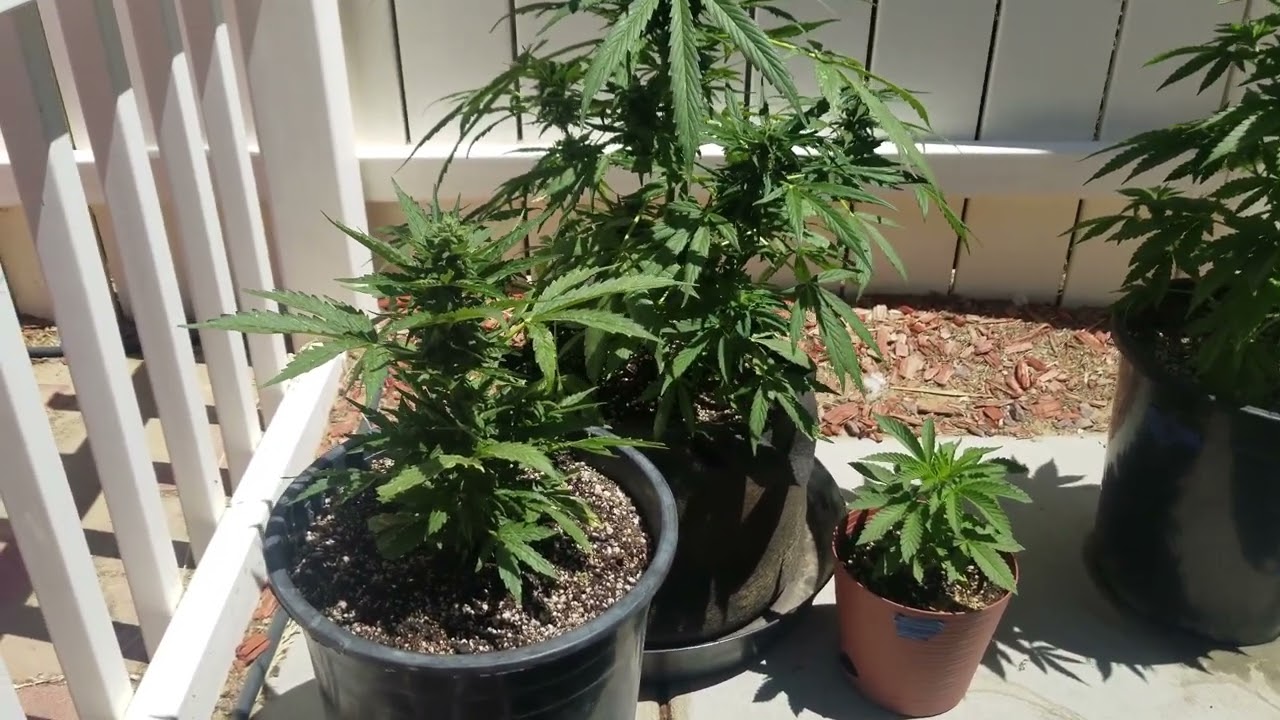 2023 Outdoor Cannabis Garden pt. 3 - Auto Og Flowering