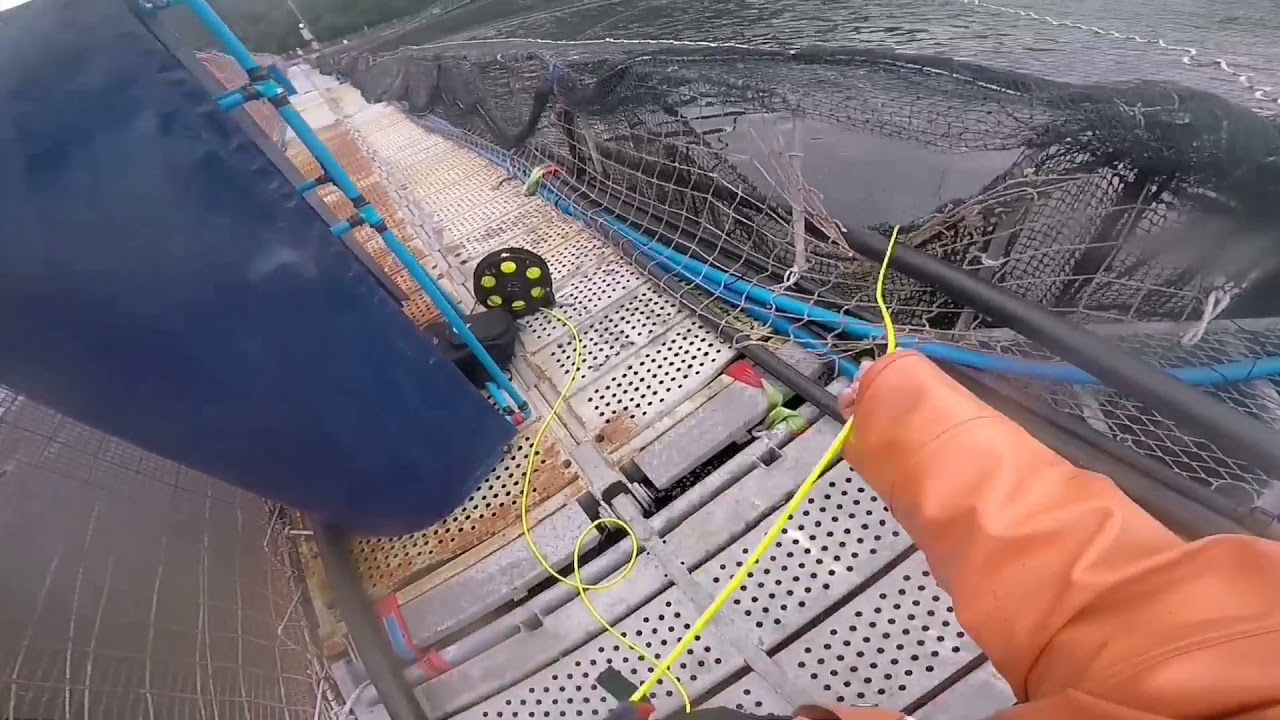 Resumen extraccion de mortalidad rov Deep Trekker Dtg 2/3