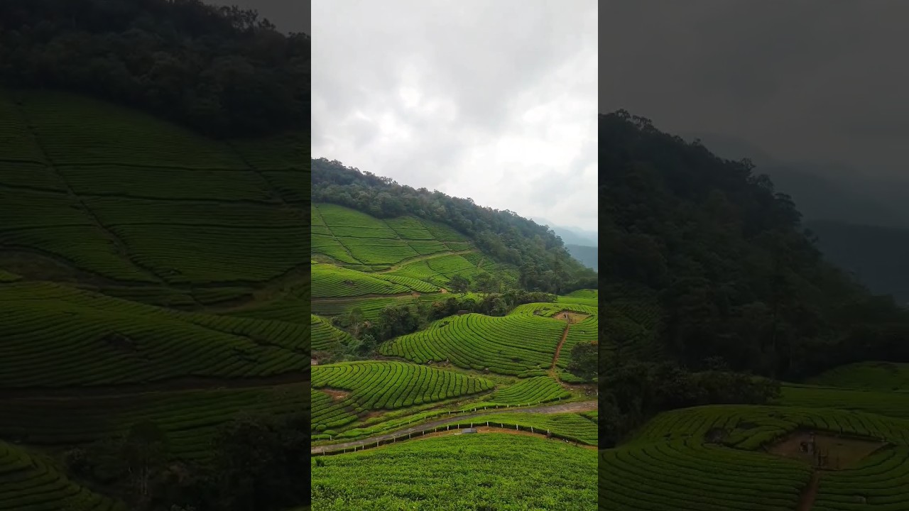 Letchmi Estate Munnar