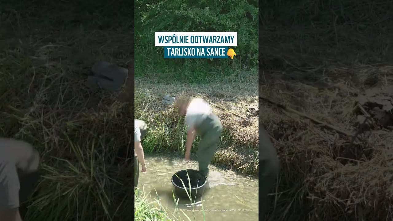 Jak pomagamy rybom się rozmnażać? Czytaj opis!
