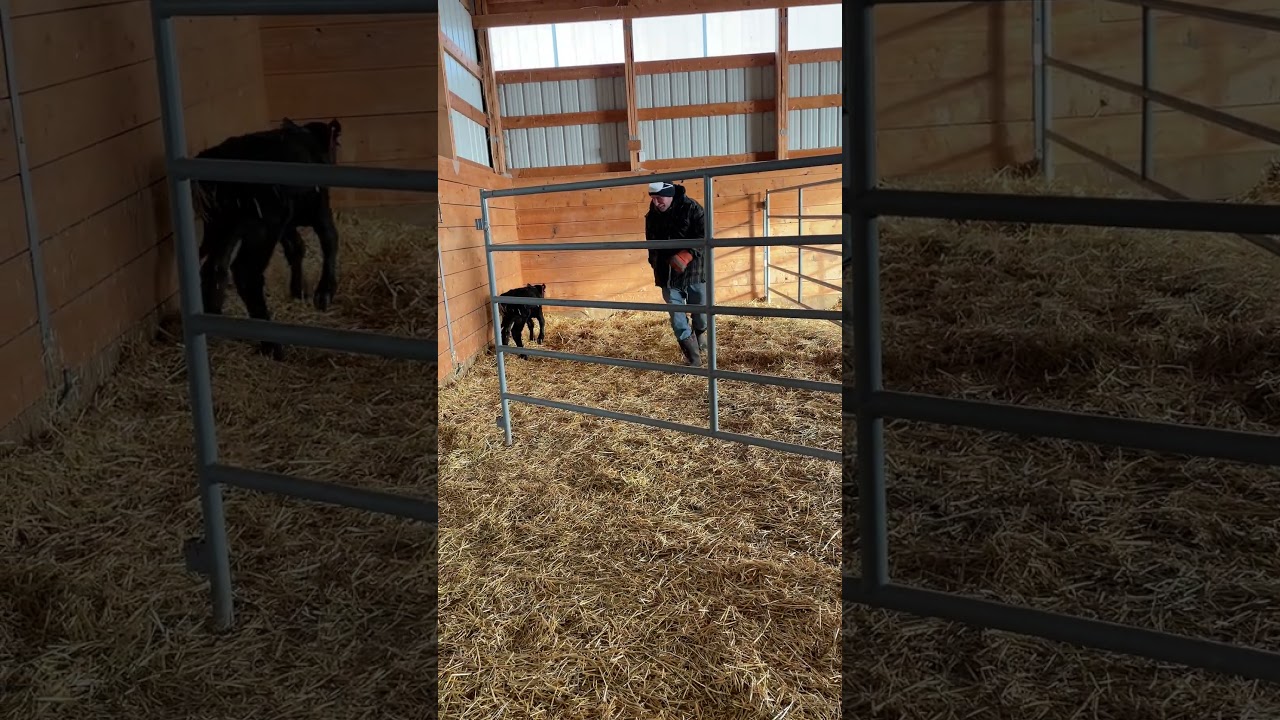 Let&rsquo;s Play! ❤️ #alberta #calves #cute