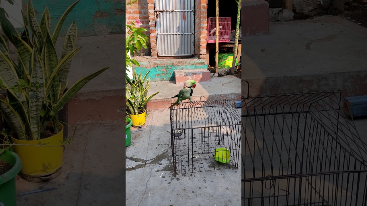 I release my parrot in wild🦜🦜😊❤do not keep Indian species at home.