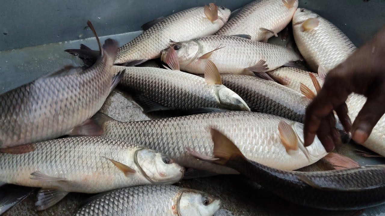 Wholesale Fish market 