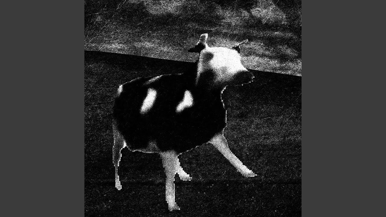 Dancing Polish Cow