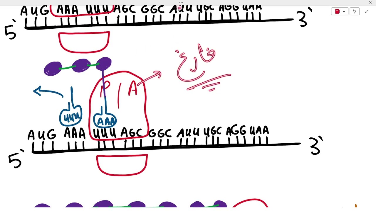 تخليق البروتين احياء 3ث 2025 #احياء_ثالثة_ثانوى #ثانوية_عامة_2025 #ثانوية_عامة