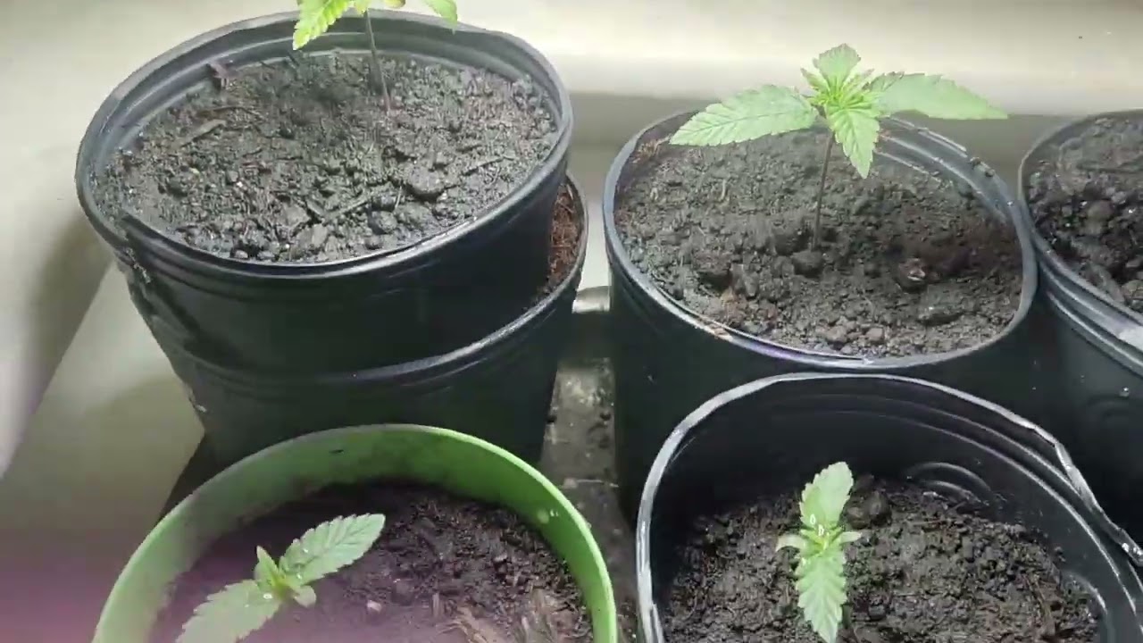 Germinando Cannabis V&iacute;deo n.01