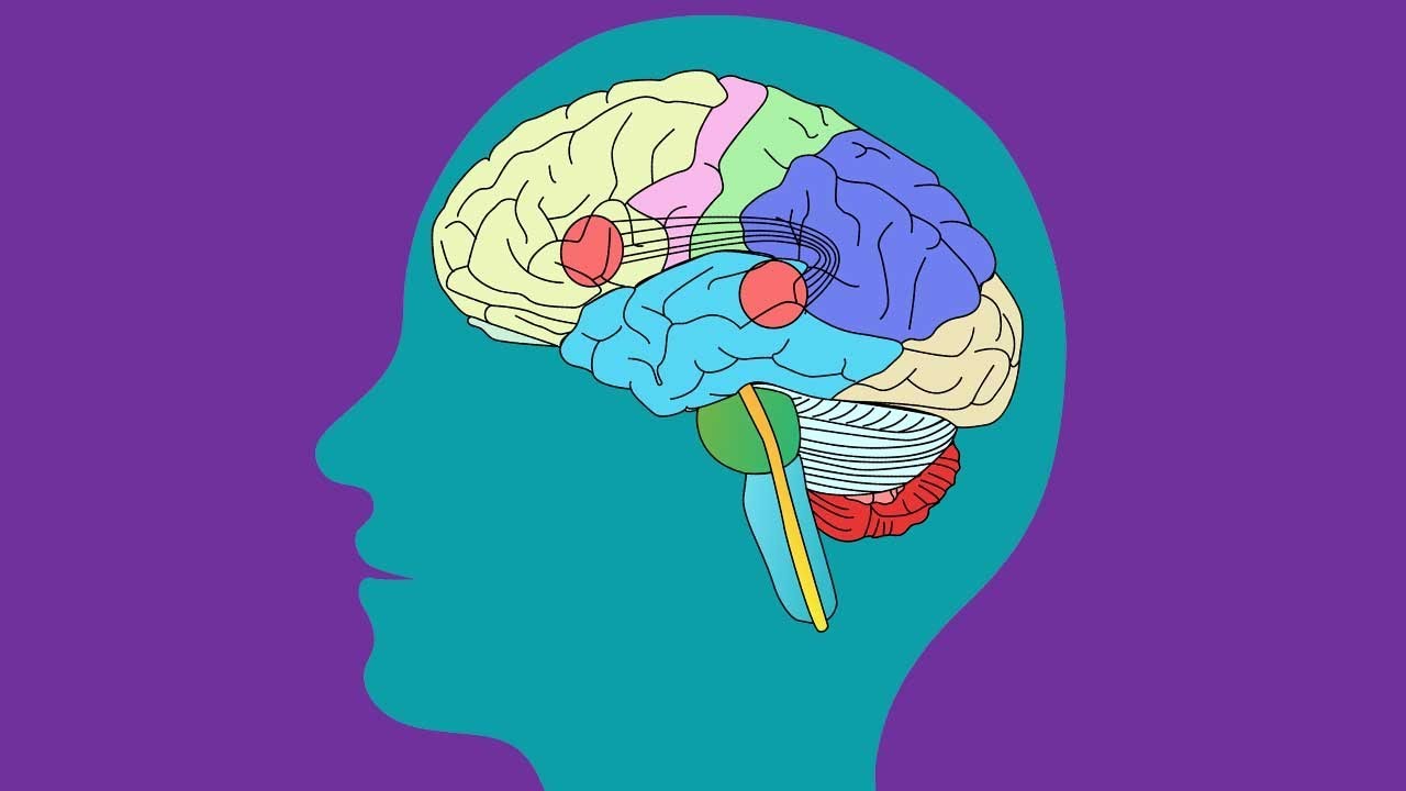 PARTS OF THE BRAIN SONG | Science Music Video