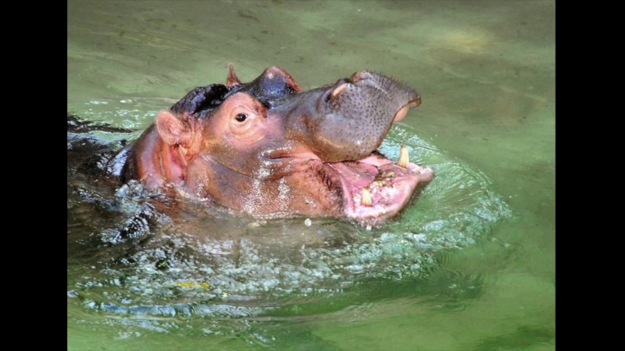 Adhama the Hippo Leaves L.A. for Dallas Zoo