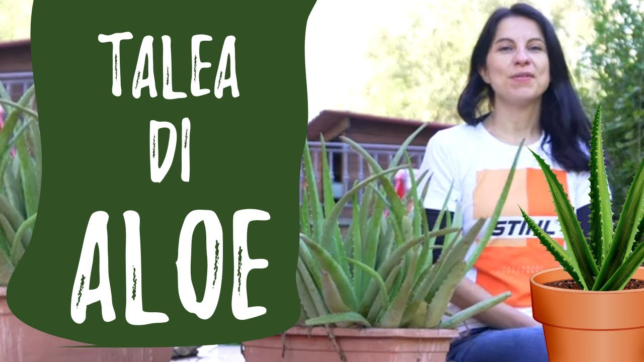 Aloe vera: moltiplicazione per talea