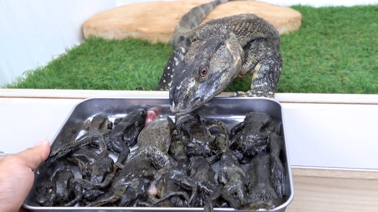 カエルが大好物のオオトカゲに山盛りのウシガエルをプレゼント