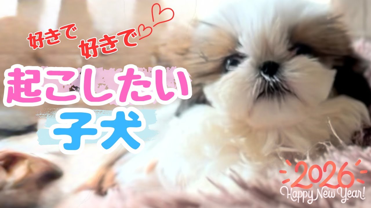 遊びを要求する子犬と困惑する先住犬