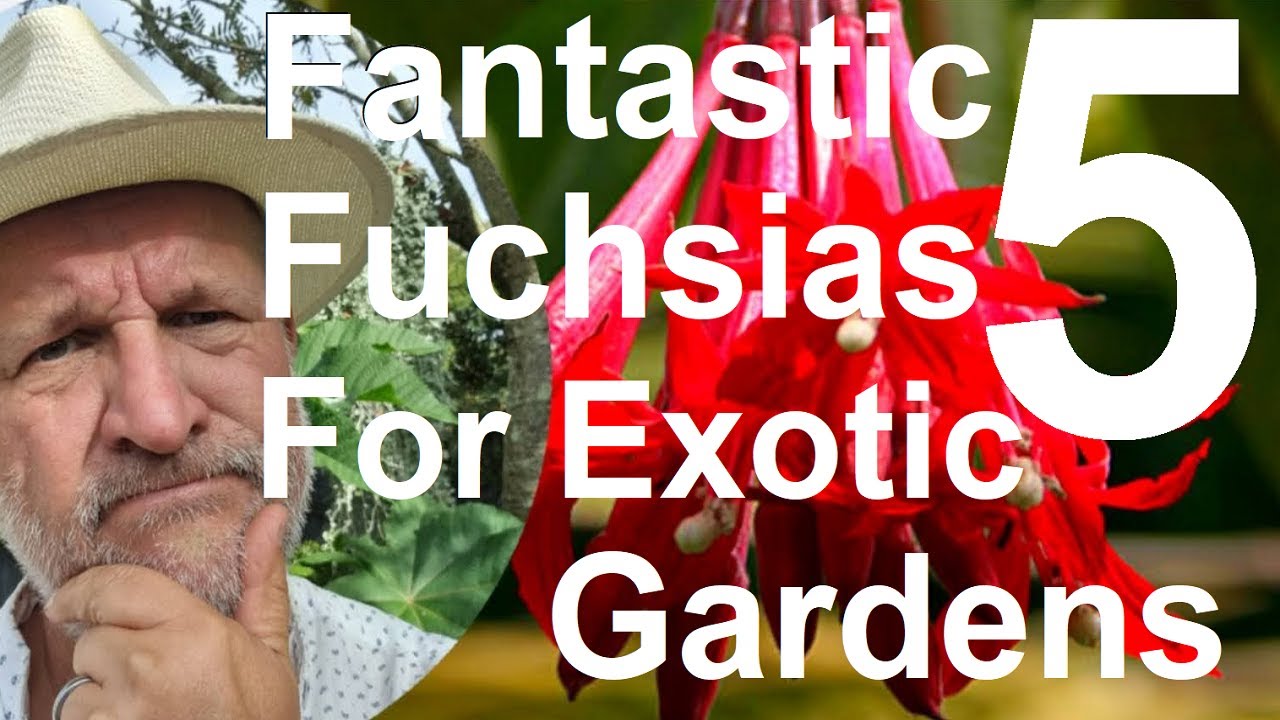 Tropical gardens UK: Five Fantastic Fuchsias for the Cold-Hardy, Exotic Garden