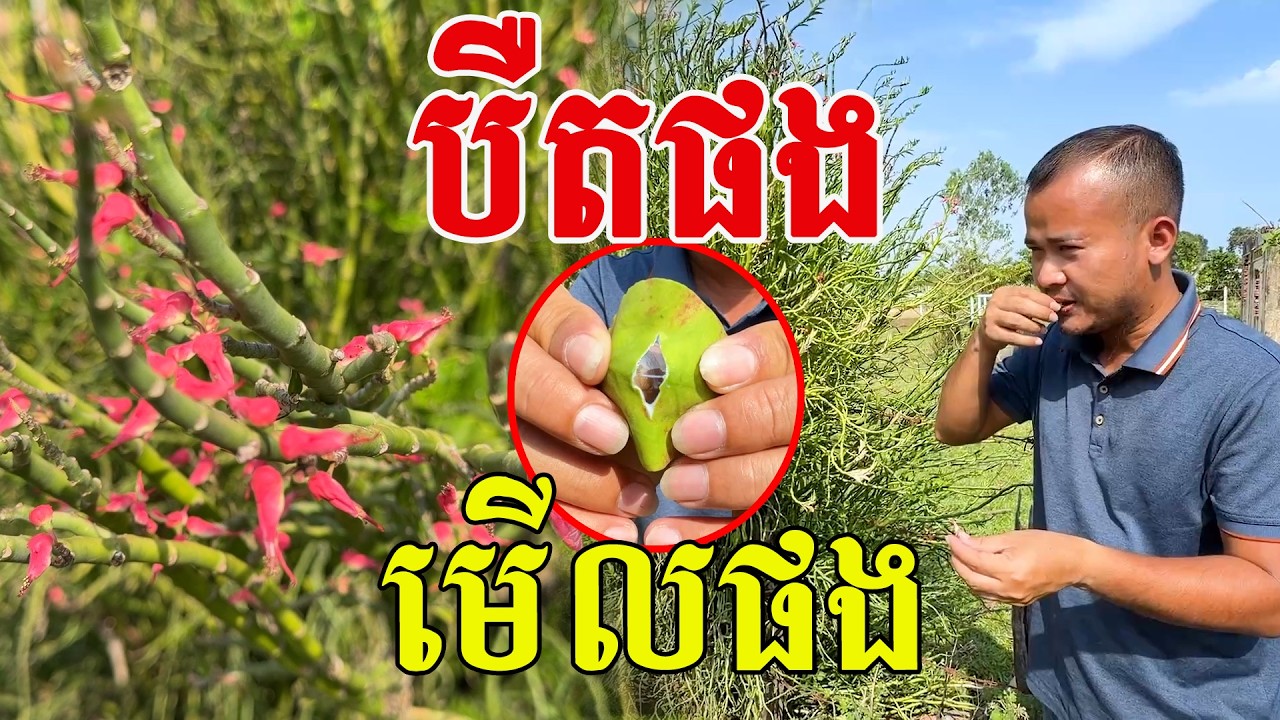 បឺតផង​ មេីលផង​ ស្គាល់ទេបងប្អូន?