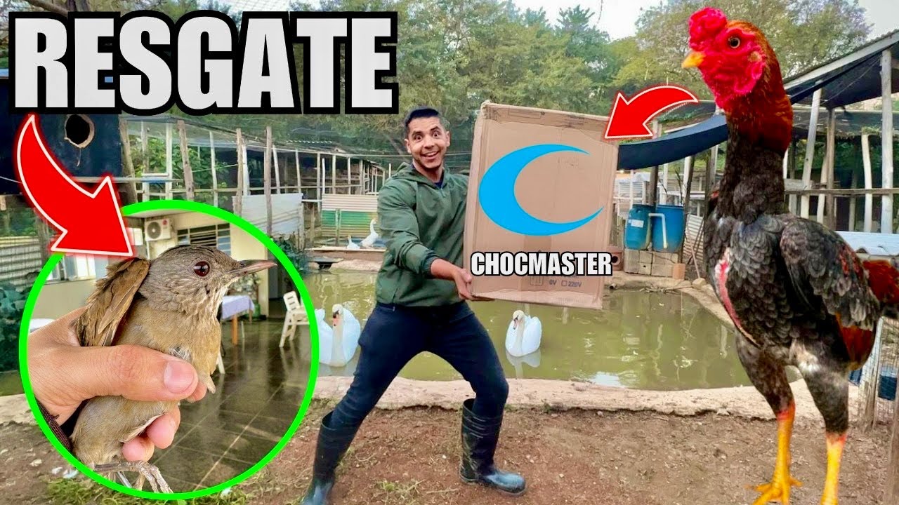 Filhotes da criação | Material para terminar novo galinheiro | Aves Recriar