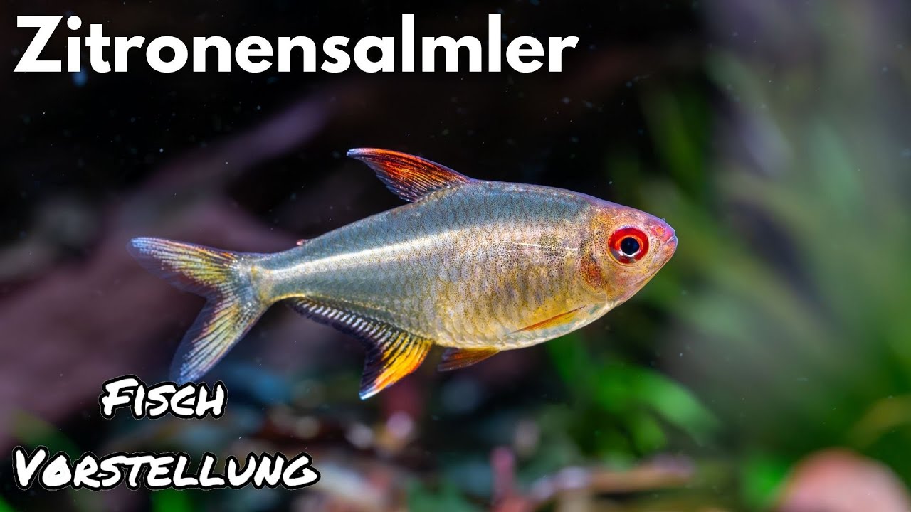 Zitronensalmler - Hyphessobrycon pulchripinnis | Liquid Nature Fisch Vorstellung