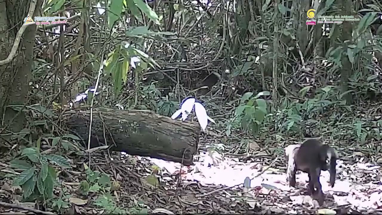 La Reserva Biológica Indio Maíz nos sigue impresionando, con su abundante riqueza faunística.