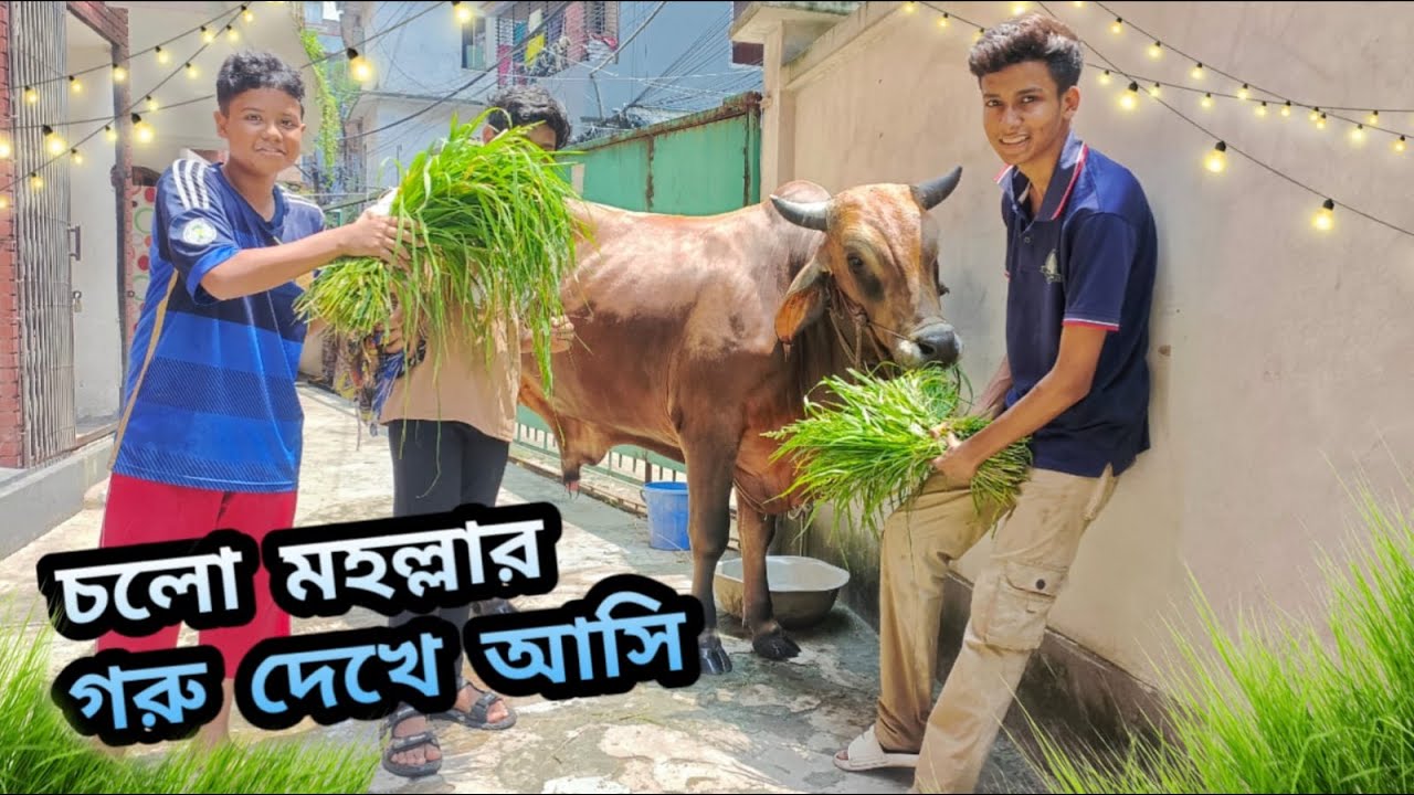 চলো মহল্লার গরু দেখে আসি । Qurbani 2025 । Qurbani cow । Daily Vlog । Shahil Vlog । SD Family World