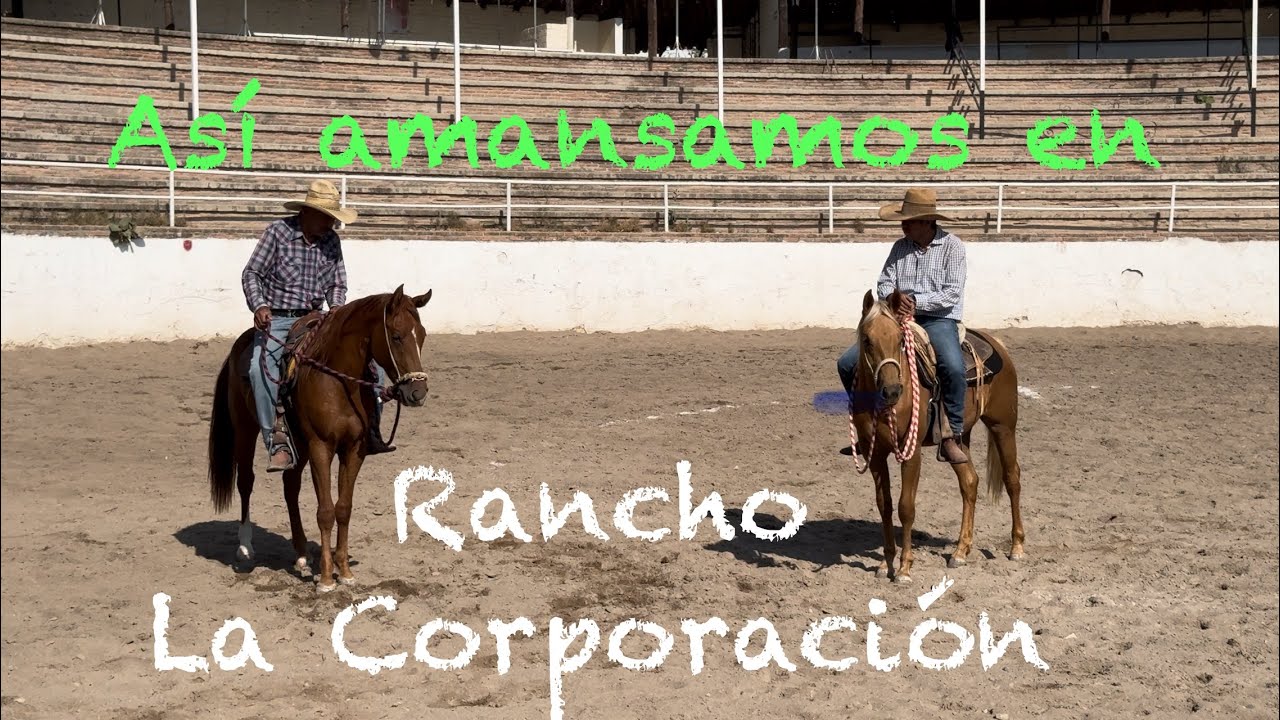 Amansando en Rancho La Corporación. LA SONRISA Y CROMADA potrancas 2 añeras