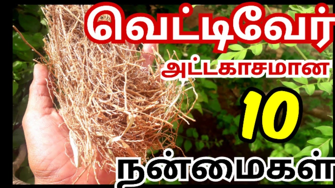 வெட்டிவேர் பயன்கள்/vettiver benefits in tamil/vetiver benefits/vetti veru uses/pitham neenga #health