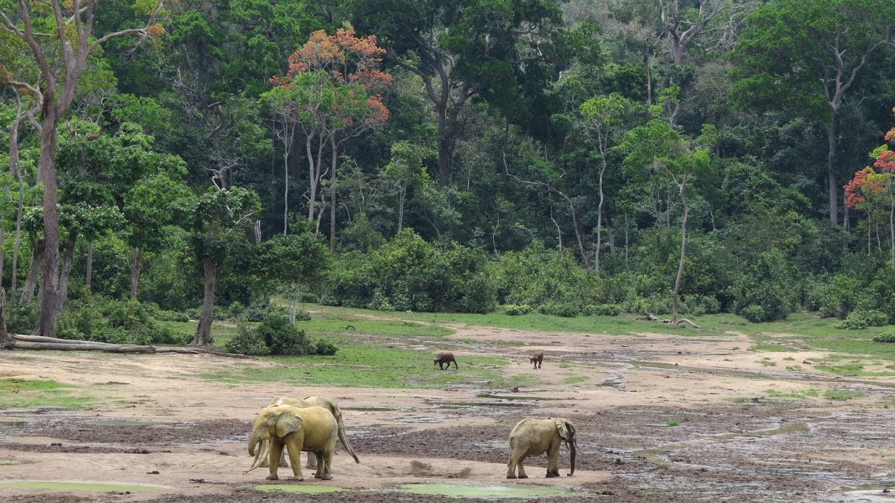 Wildlife of Dzanga Bai in the Central African Republic