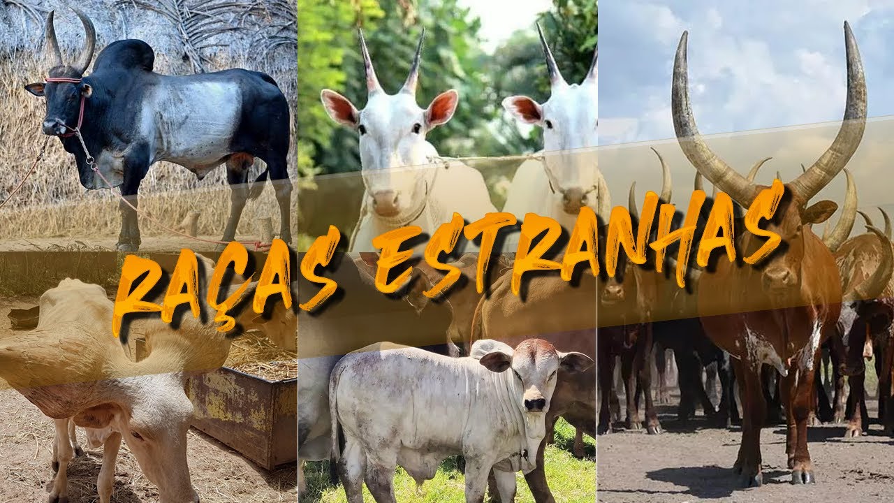 Top 5 raças bovinas bem diferentes e suas curiosidades